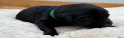 Labrador Retriever dogs for sale: Outstanding Labrador Puppies–Exceptional Pedigree - Advert 6