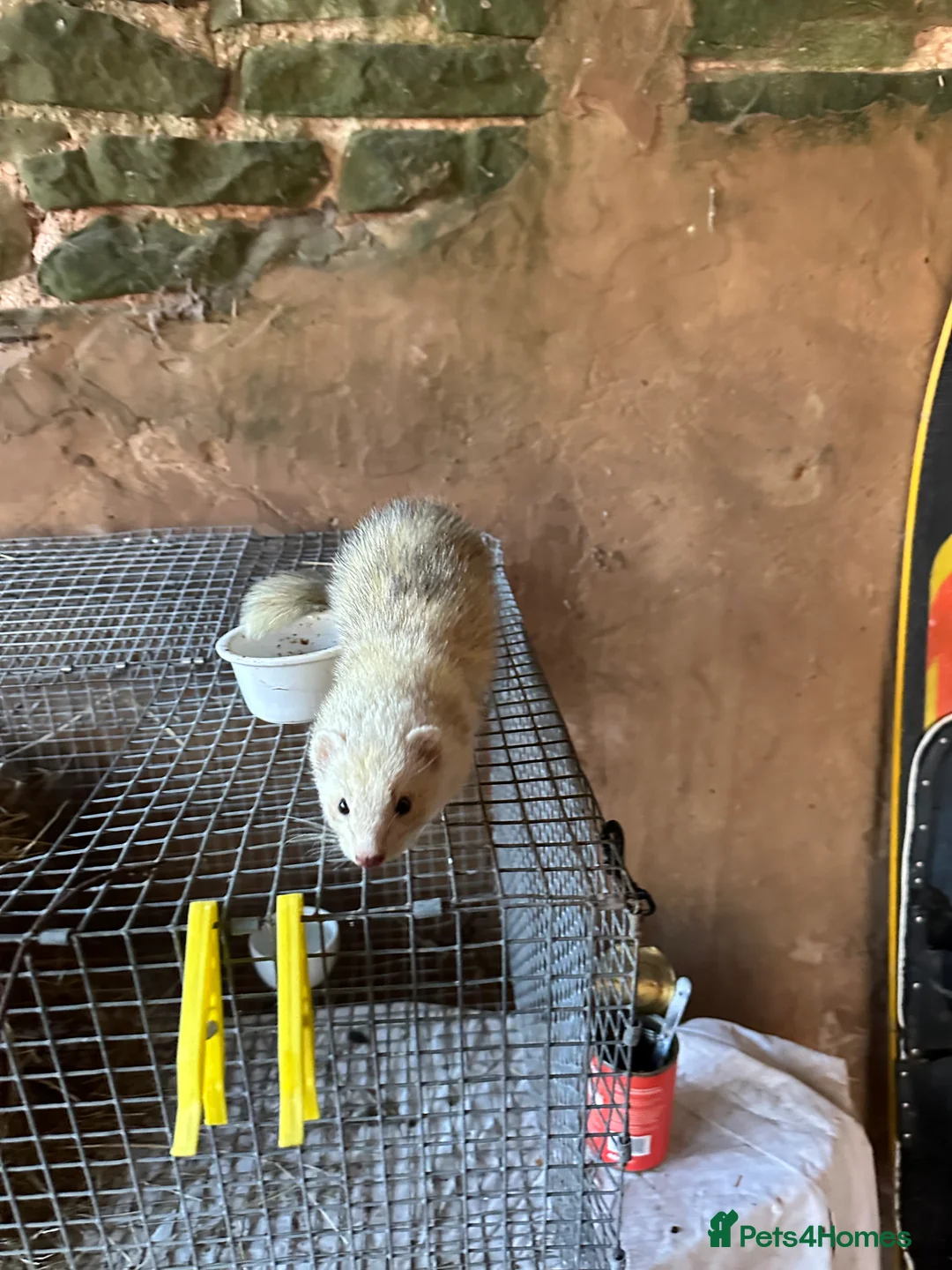 Ferret rodents for sale: Jill Ferret needs good home - Advert 1