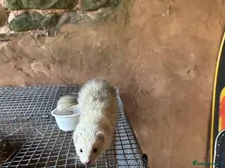 Ferret rodents Jill Ferret needs good home - Advert 1