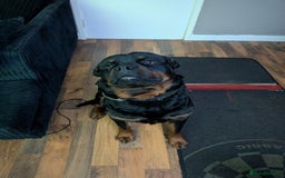 Rottweiler dogs for sale: Full German rottweiler boy for rehoming - Image 2