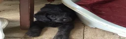 Labradoodle dogs for sale: Toy Labradoodle  - Advert 36
