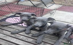 Whippet dogs for sale: Gentle, Loving Whippet Puppies – Ready Now  - Image 12