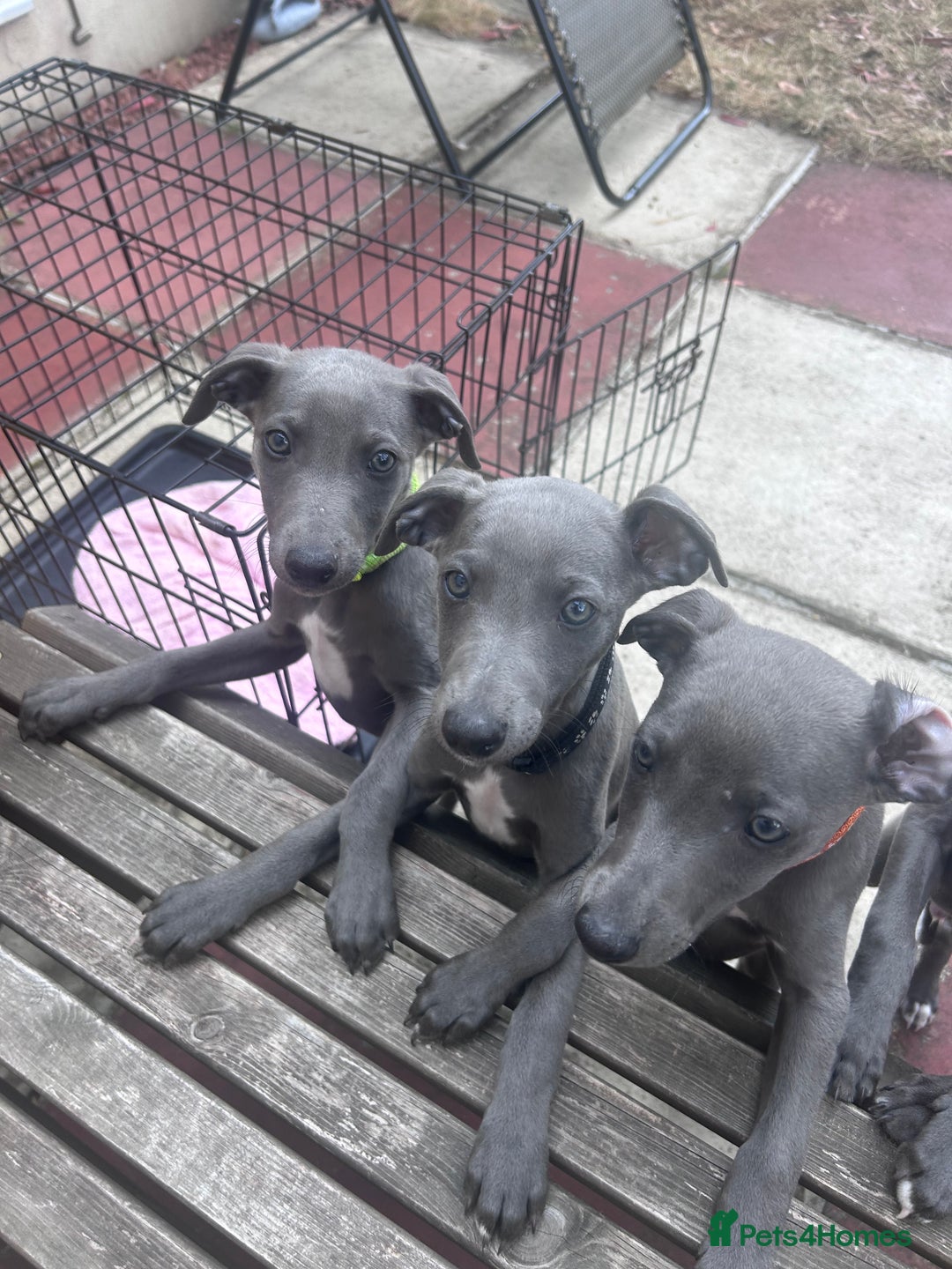 Whippet dogs for sale: Gentle, Loving Whippet Puppies – Ready Now  - Image 12