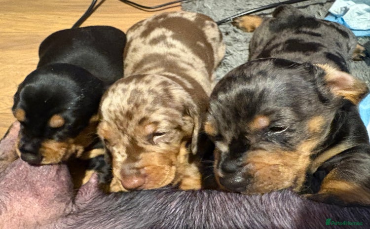 Dachshund dogs - Advert 7