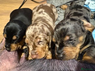 Dachshund dogs - Advert 3