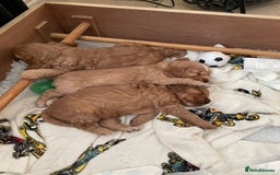 Cockapoo dogs for sale: Cockapoo Pups - Image 18
