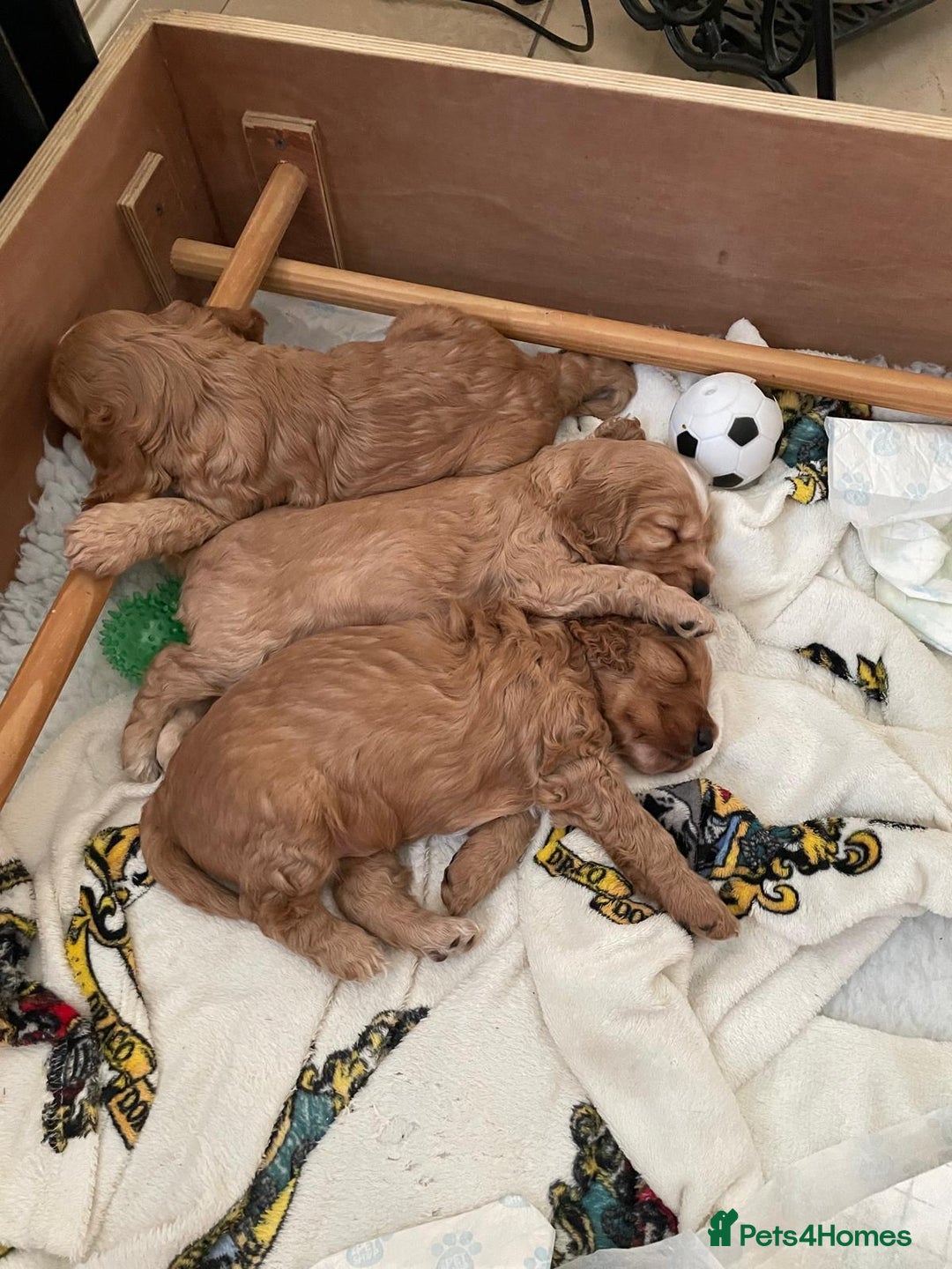 Cockapoo dogs for sale: Cockapoo Pups - Image 18