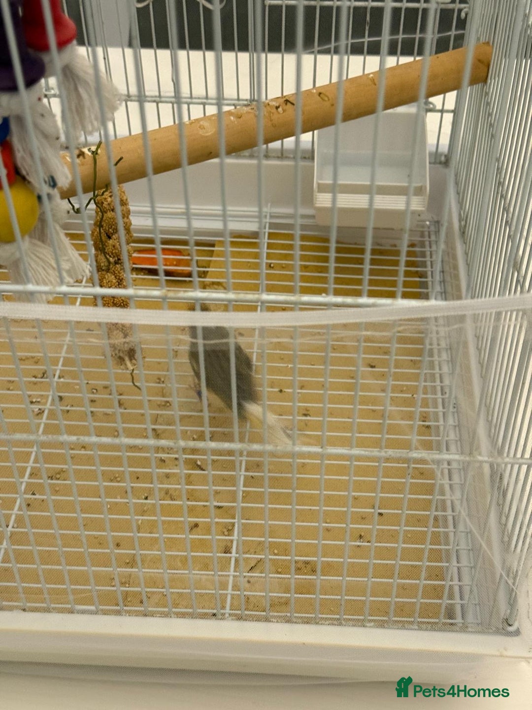 Finches birds for sale: Male Goldfinch for Sale – £100 (includes cage) - Advert 7