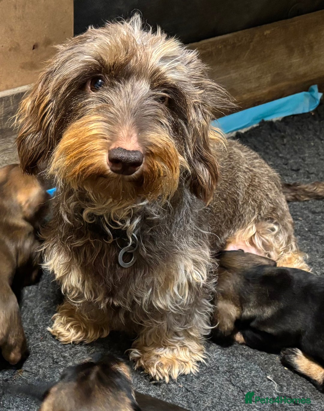 Dachshund dogs for sale: Wire haired dachschund (teckel) puppies - Image 5