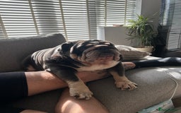 English Bulldog dogs for sale: 🐾 British Bulldog – Looking for His New Home 🐾 - Image 2