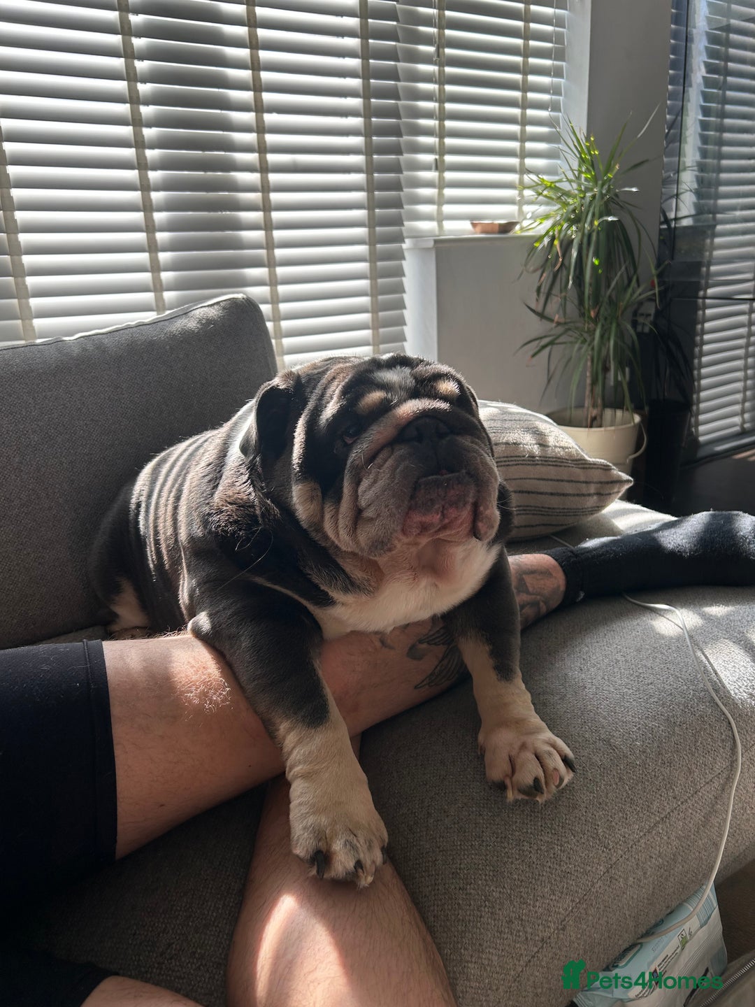 English Bulldog dogs for sale: 🐾 British Bulldog – Looking for His New Home 🐾 - Image 2