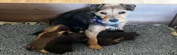 Jack Russell dogs for sale: Lovely, Lively Jack Russell puppies in Pontypool - Advert 3