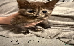 Mixed Breed cats for sale: Kittens for sale - Image 2