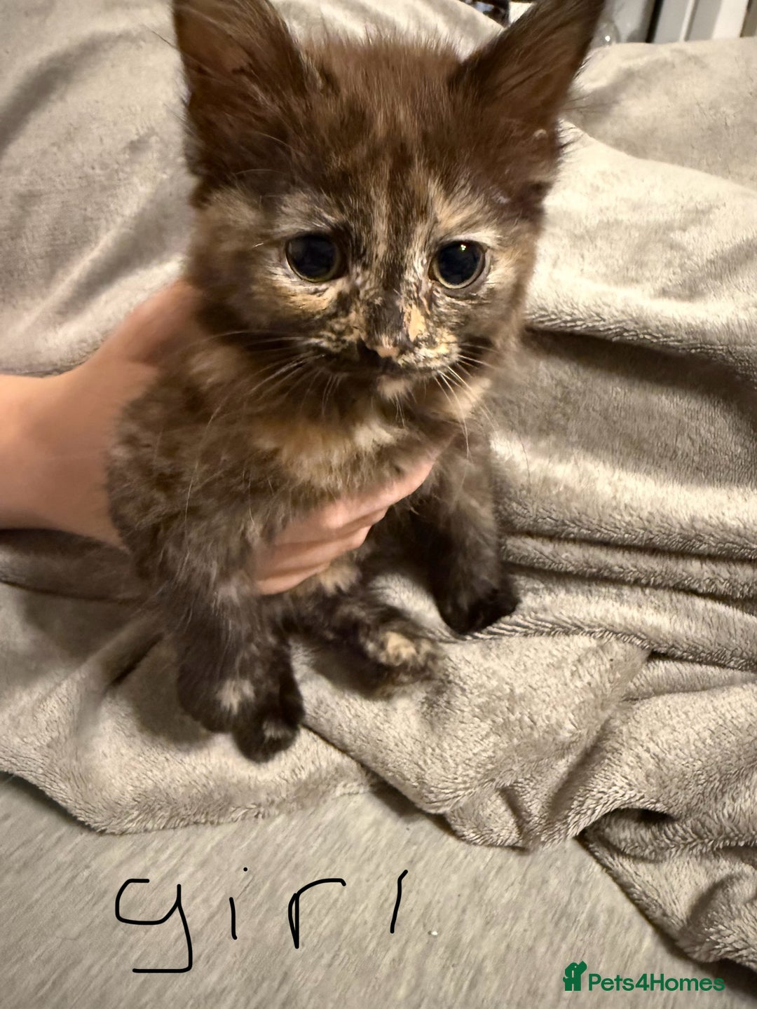 Mixed Breed cats for sale: Kittens for sale - Image 2