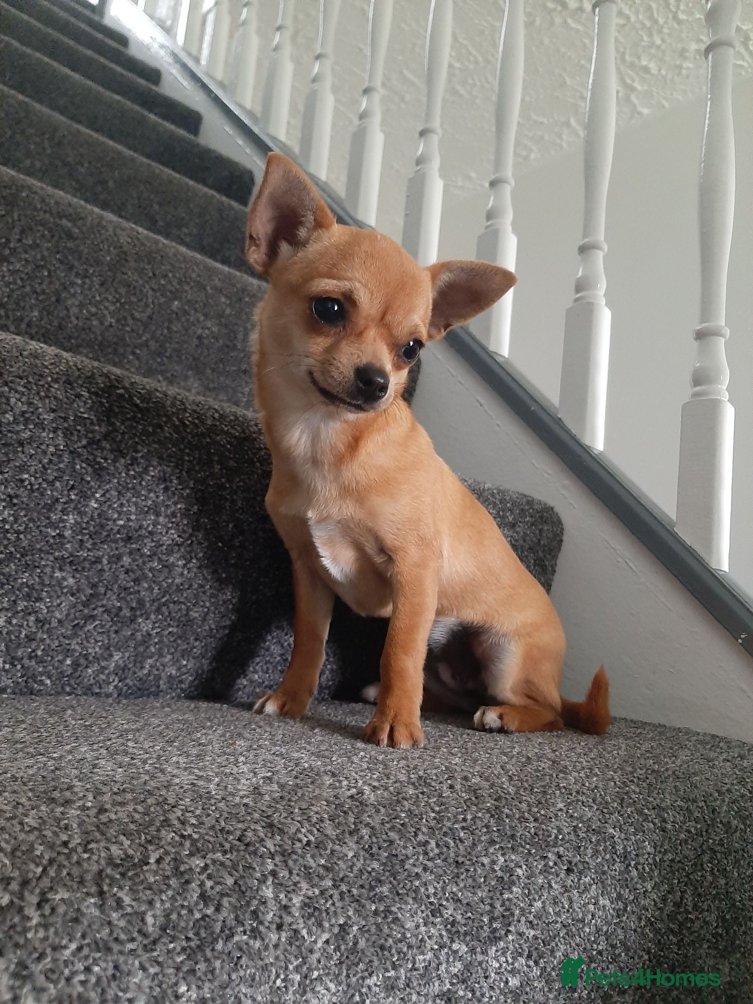 Chihuahua dogs 1 fawn Pedigree beautiful girl  - Advert 19