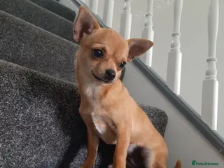Chihuahua dogs 1 fawn Pedigree beautiful girl - Advert 11