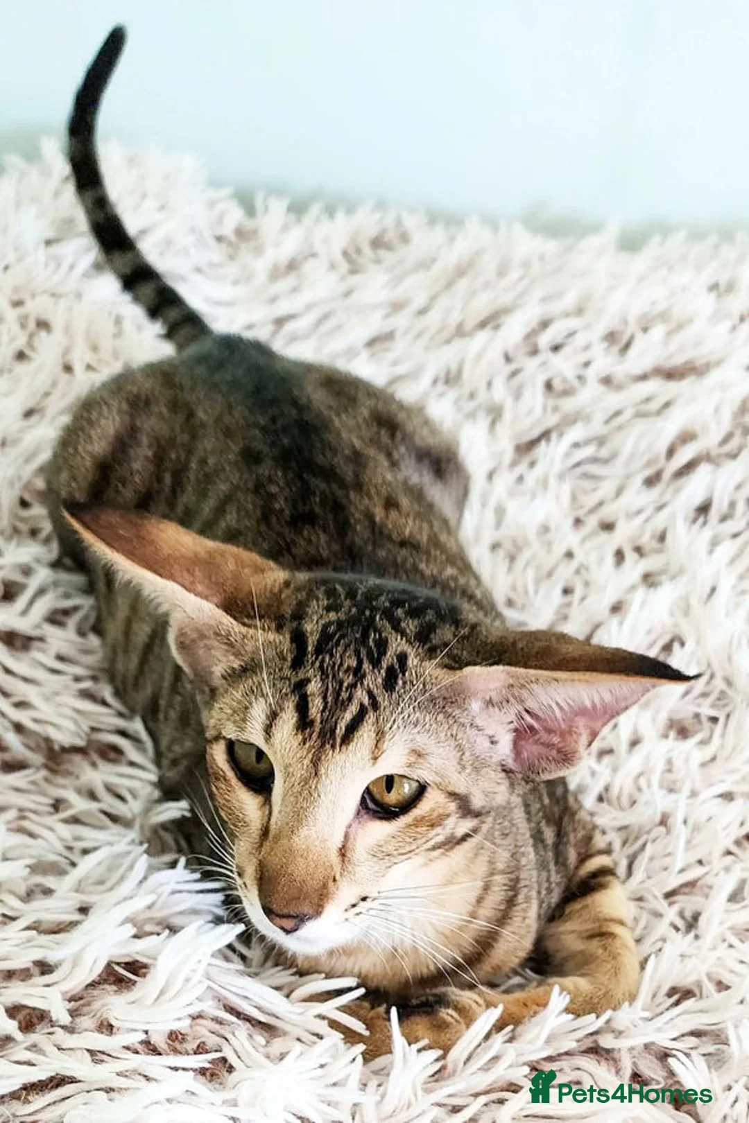 Oriental cats for sale: Oriental kitten for home - Advert 6