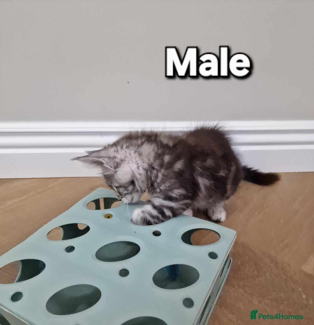 Maine Coon cats for sale: Pure Maine coon - Advert 32