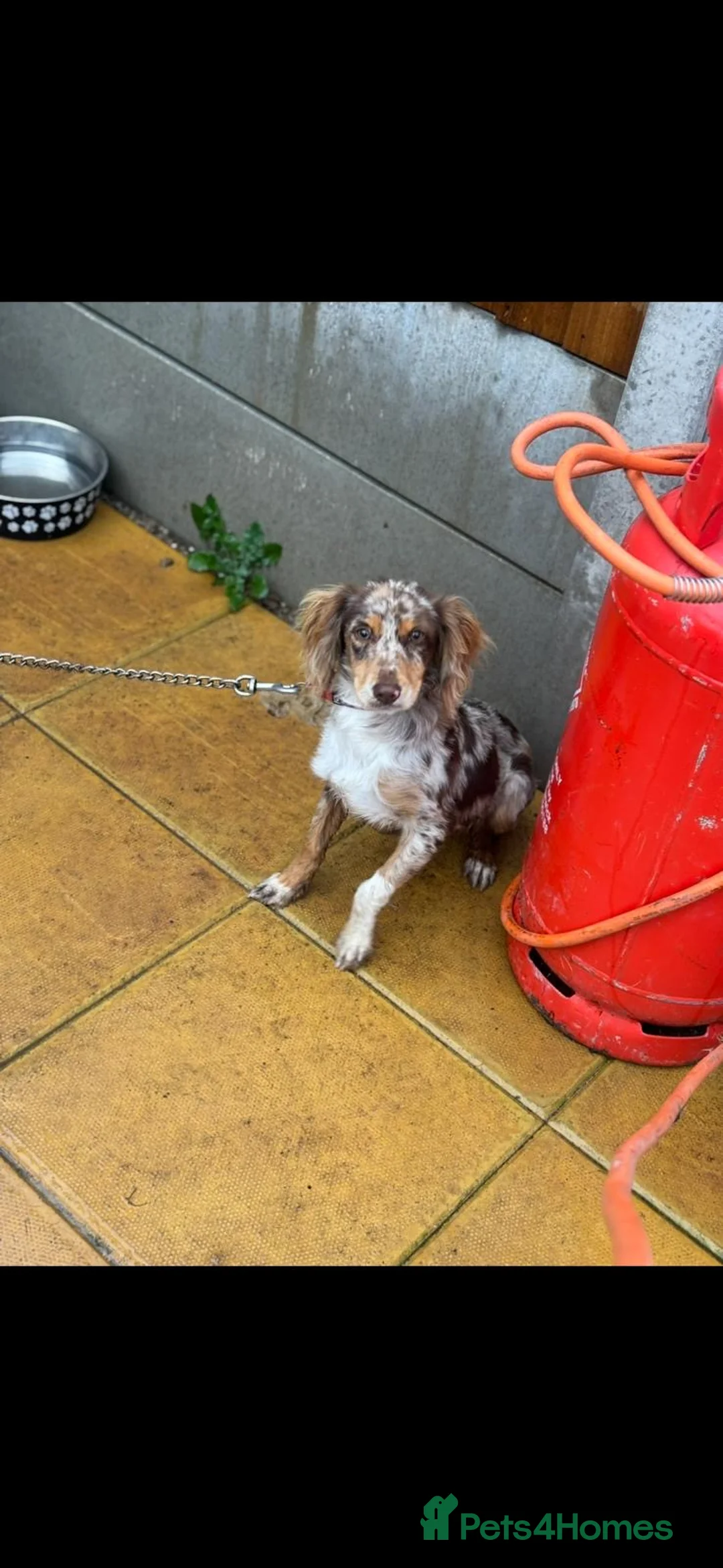 Cocker Spaniel dogs for sale: Cocker Spaniel Female - Advert 2