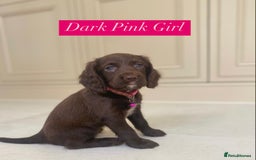 Sprocker dogs for sale: Last 2 girls available chocolate Sprockers - Image 28
