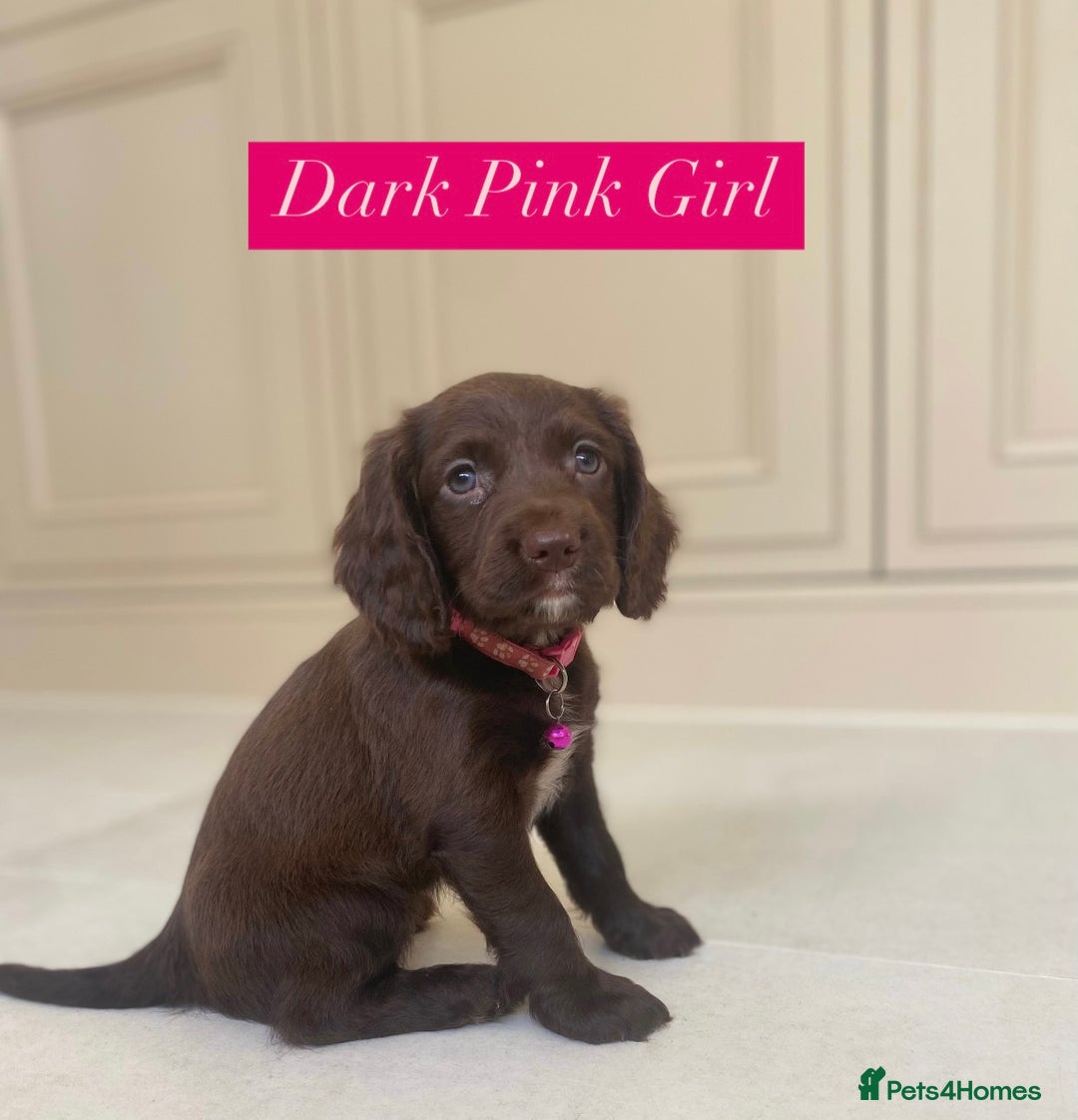 Sprocker dogs for sale: Last 2 girls available chocolate Sprockers - Image 28