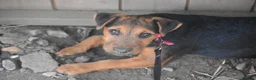 Lakeland Terrier dogs for sale: Beautiful Lakeland Bitch - Advert 5