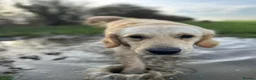 Golden Retriever dogs for stud: Handsome KC registered golden retriever for stud  - Advert 2