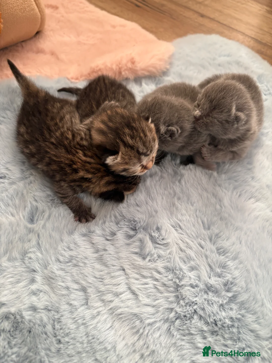 British Shorthair cats for sale: British shorthair chocolate and blue girls - Advert 9