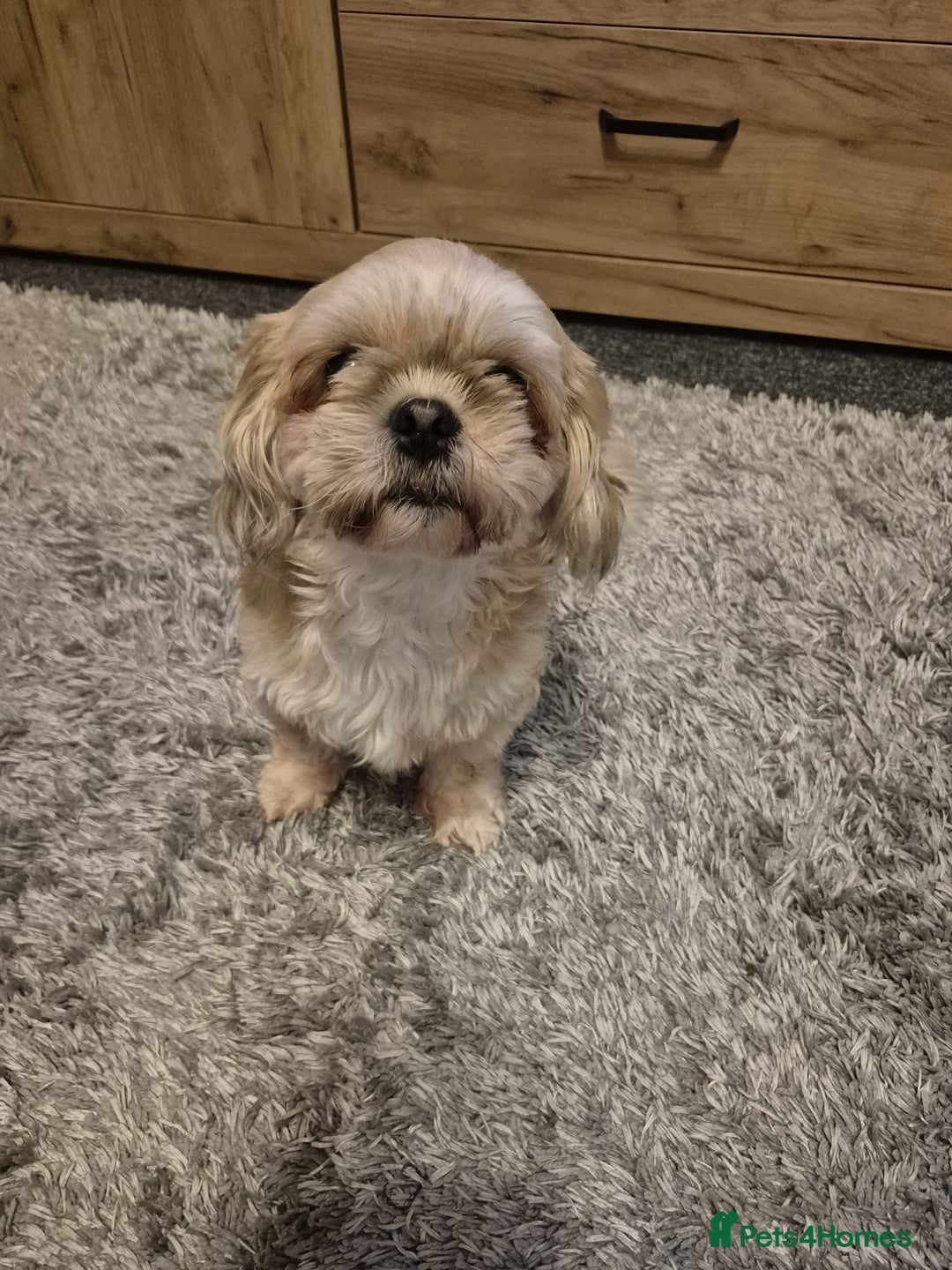 Shih Tzu dogs for sale: Shihzu girl 2 and a half years old - Advert 5