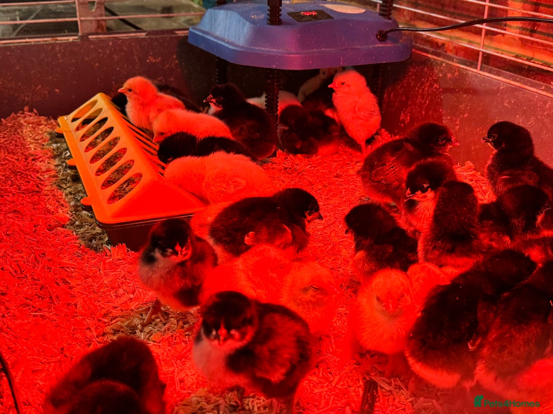 Chickens poultry for sale: 5 MIXED CHICKS FOR £50 - Image 4