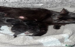 Mixed Breed cats for sale: 3 stunning mixed breed kittens - Image 9