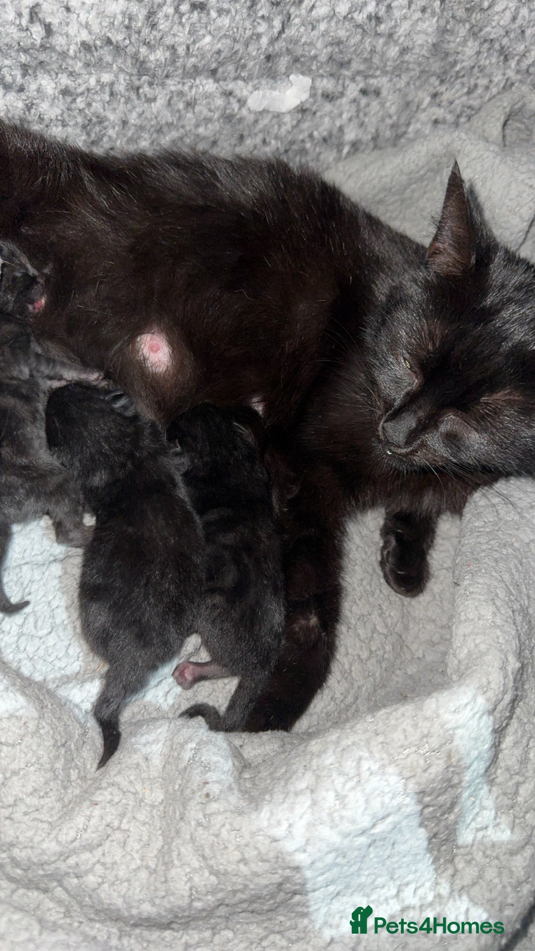 Mixed Breed cats for sale: 3 stunning mixed breed kittens - Image 9
