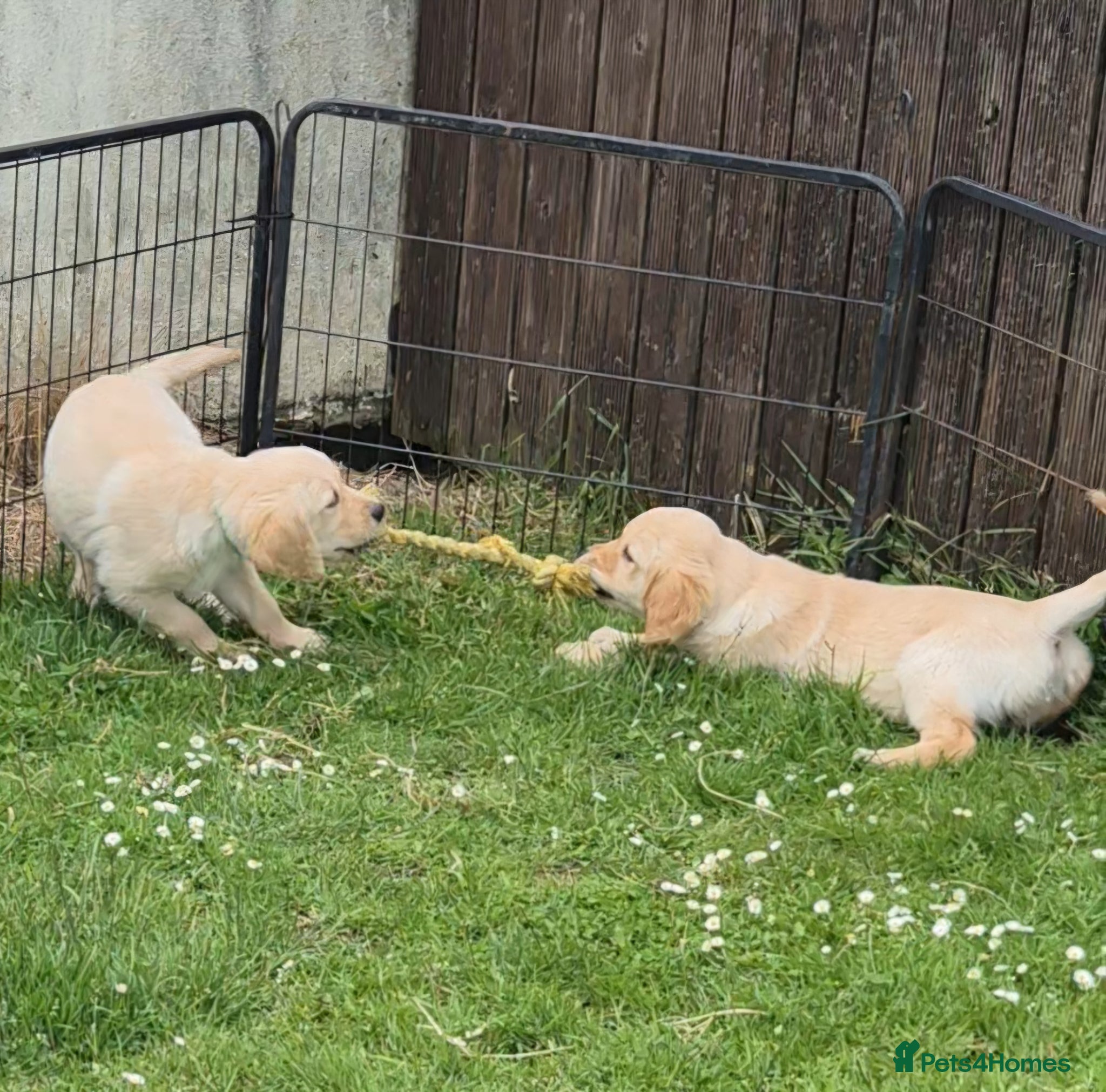 Golden Retriever dogs KC GOLDEN RETRIEVER PUPS SHOW CHAMPION PEDIGREE  - Advert 2