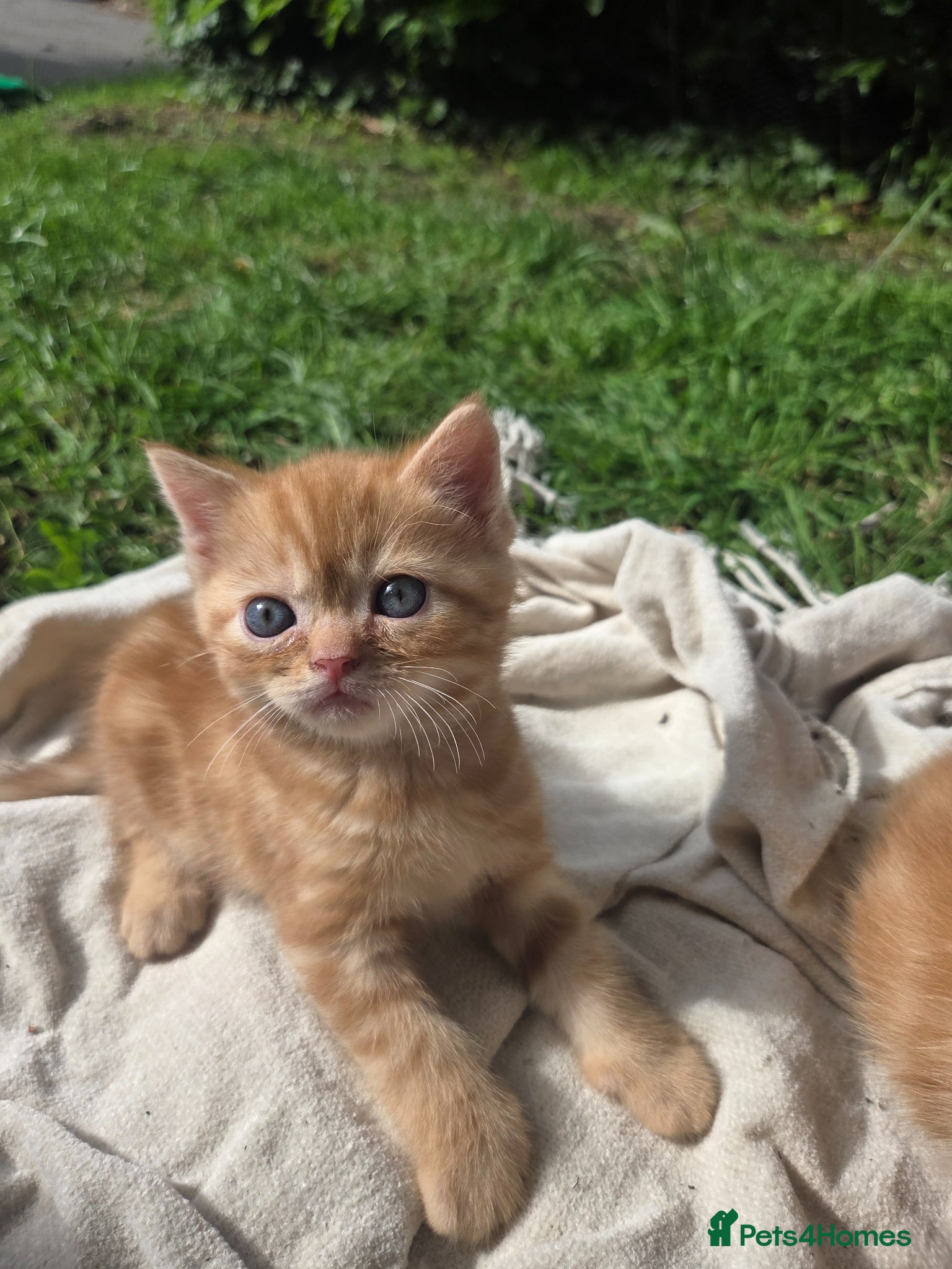Persian cats for sale: Persian Cross tabby kittens for sale  in Warminster - Advert 29
