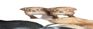 Cockapoo 1