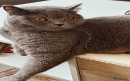 British Shorthair cats for sale: Gorgeous Kittens Ready to Find Their Forever Homes - Image 9