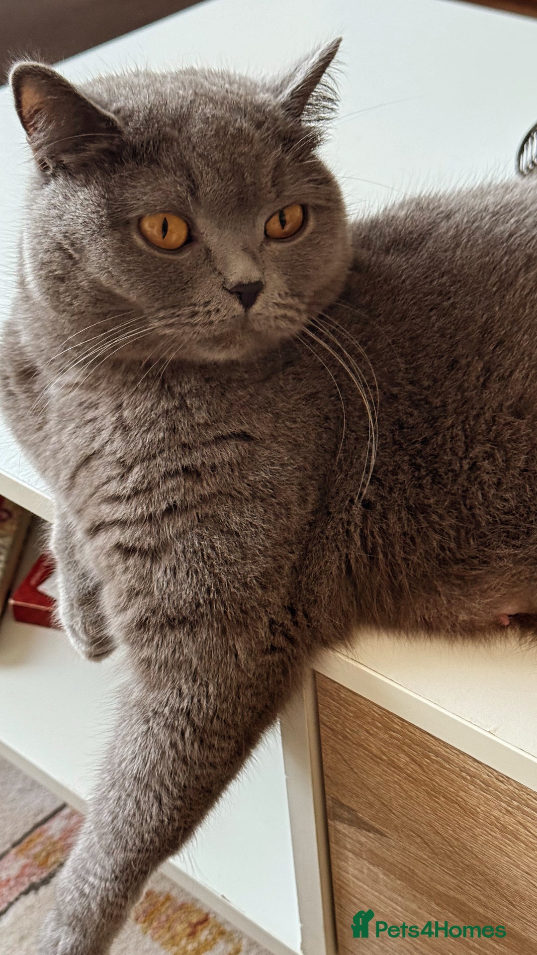 British Shorthair cats for sale: Gorgeous Kittens Ready to Find Their Forever Homes - Image 9