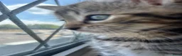 Mixed Breed cats for sale: Purr-fectly adorable playfull kittens - Advert 22