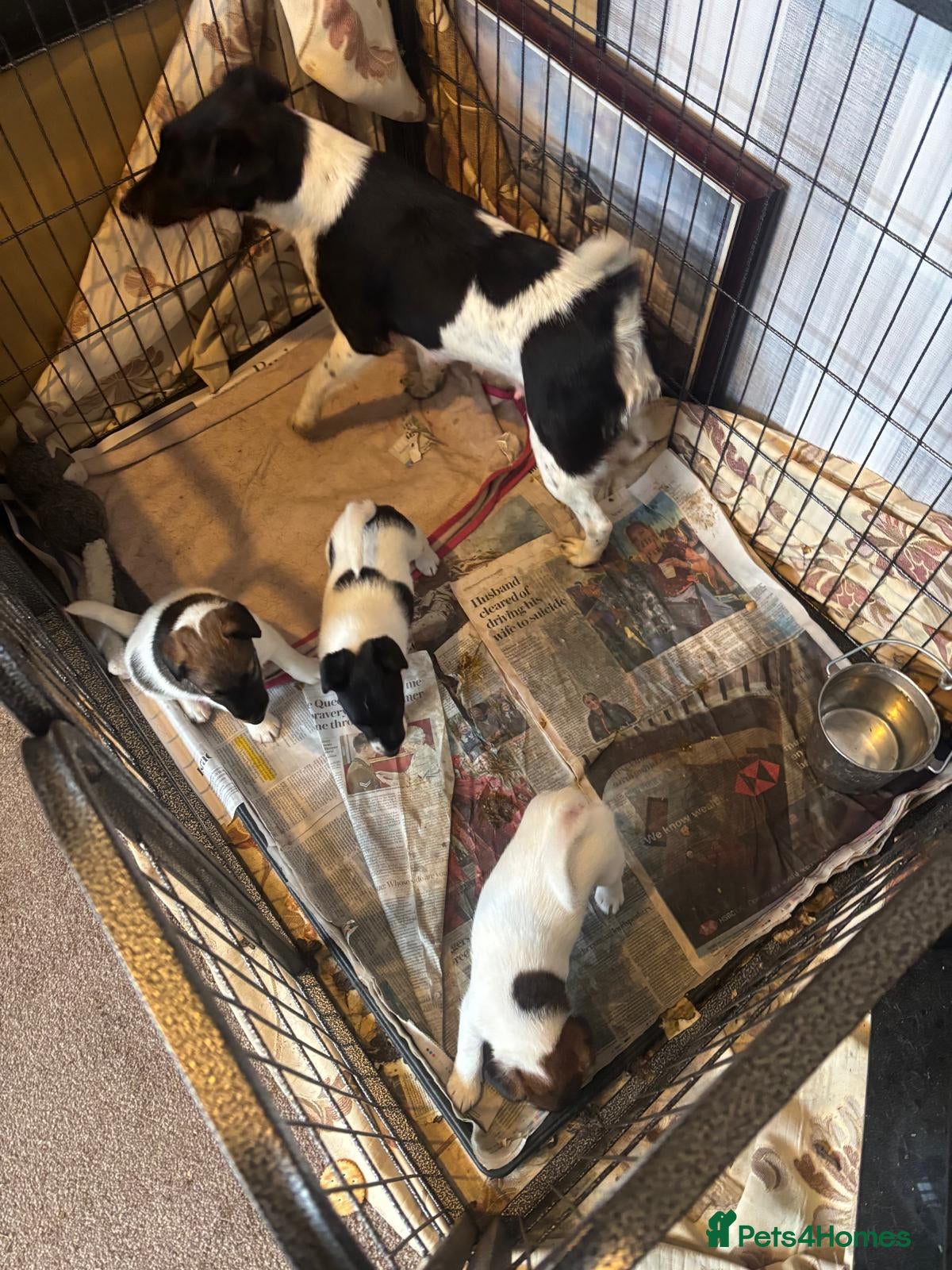 Fox Terrier dogs Smooth fox terrier puppy’s  - Advert 1