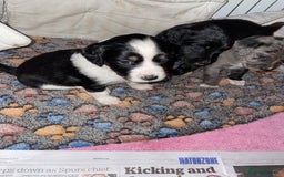 Mixed Breed dogs for sale: Sprollie Puppies  - Image 24