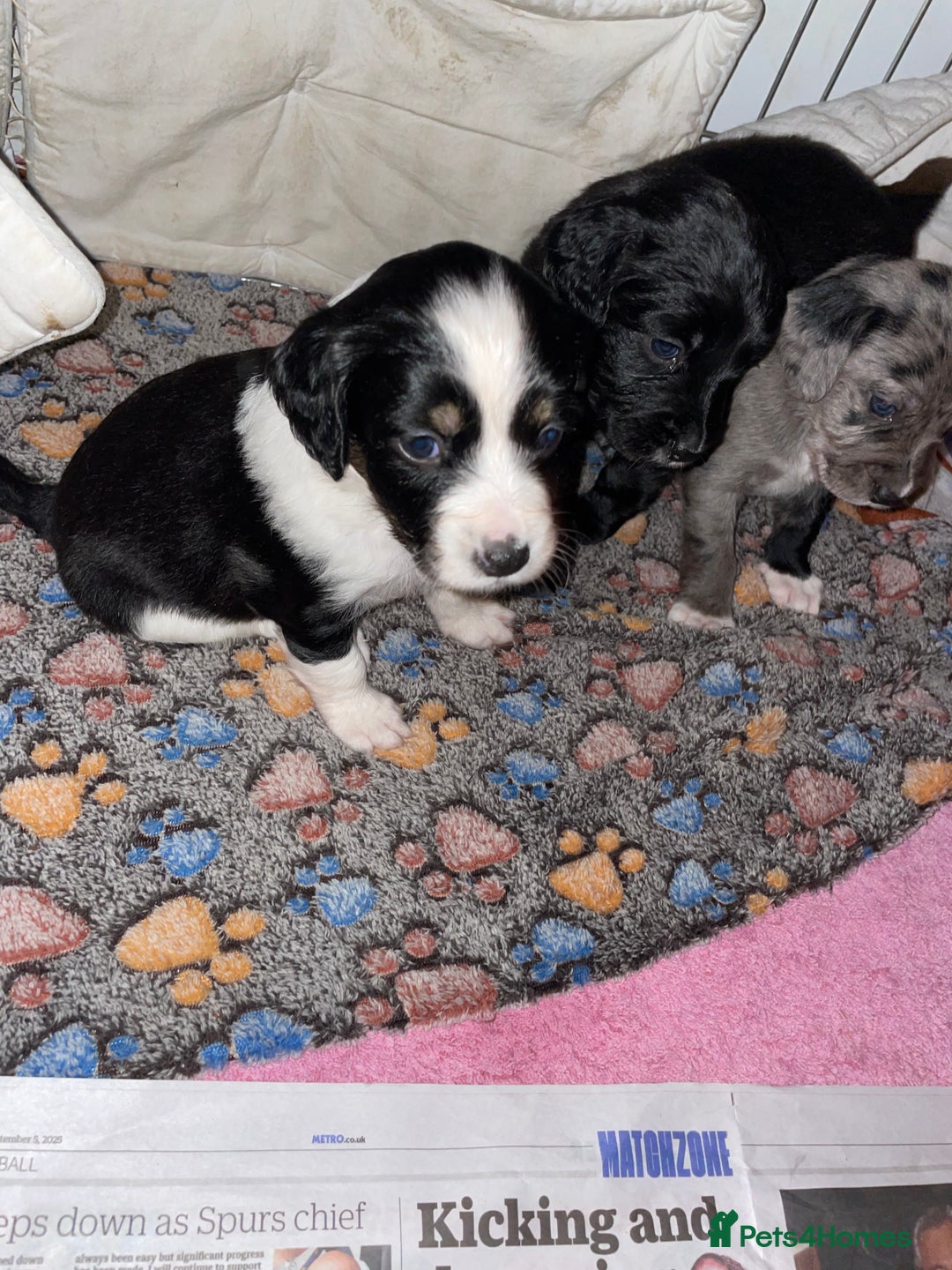 Mixed Breed dogs for sale: Sprollie Puppies  - Image 24