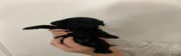Cockapoo dogs for sale: Beautiful F1b sable cockapoos for sale  - Advert 11