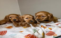 Cocker Spaniel dogs for sale: Cocker spaniel puppies (show)  - Image 1