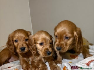 Cocker Spaniel dogs - Advert 1