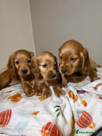 Cocker Spaniel dogs - Advert 1