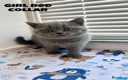 British Shorthair cats for sale: British Shorthair kittens - Image 3