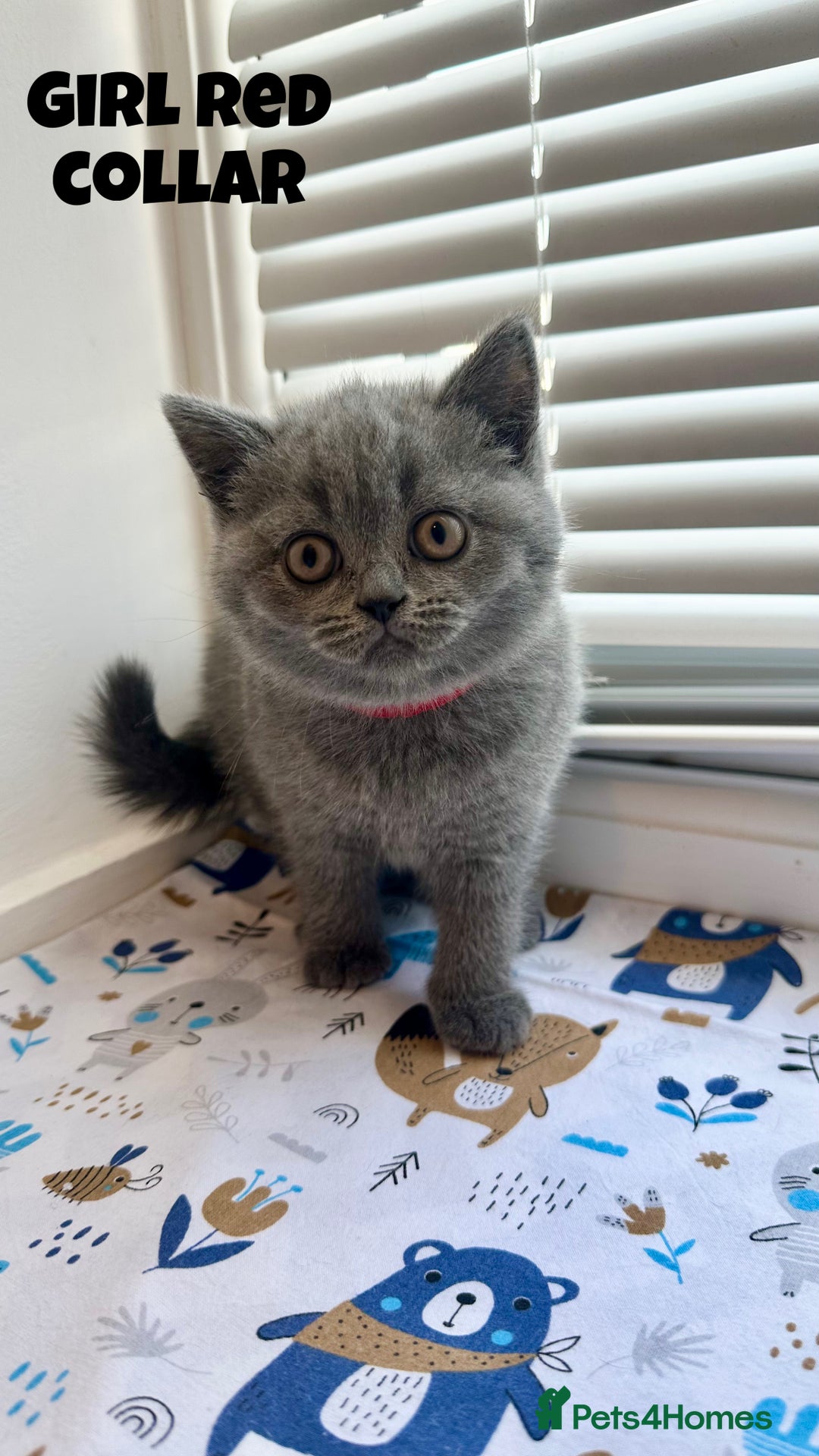 British Shorthair cats for sale: British Shorthair kittens - Image 3
