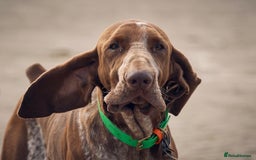Bracco Italiano dogs for stud: Bracco Italiano for stud - Image 12