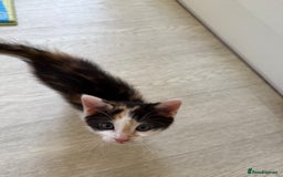 Oriental cats for sale: Sweet Little Calico Baby - Image 6