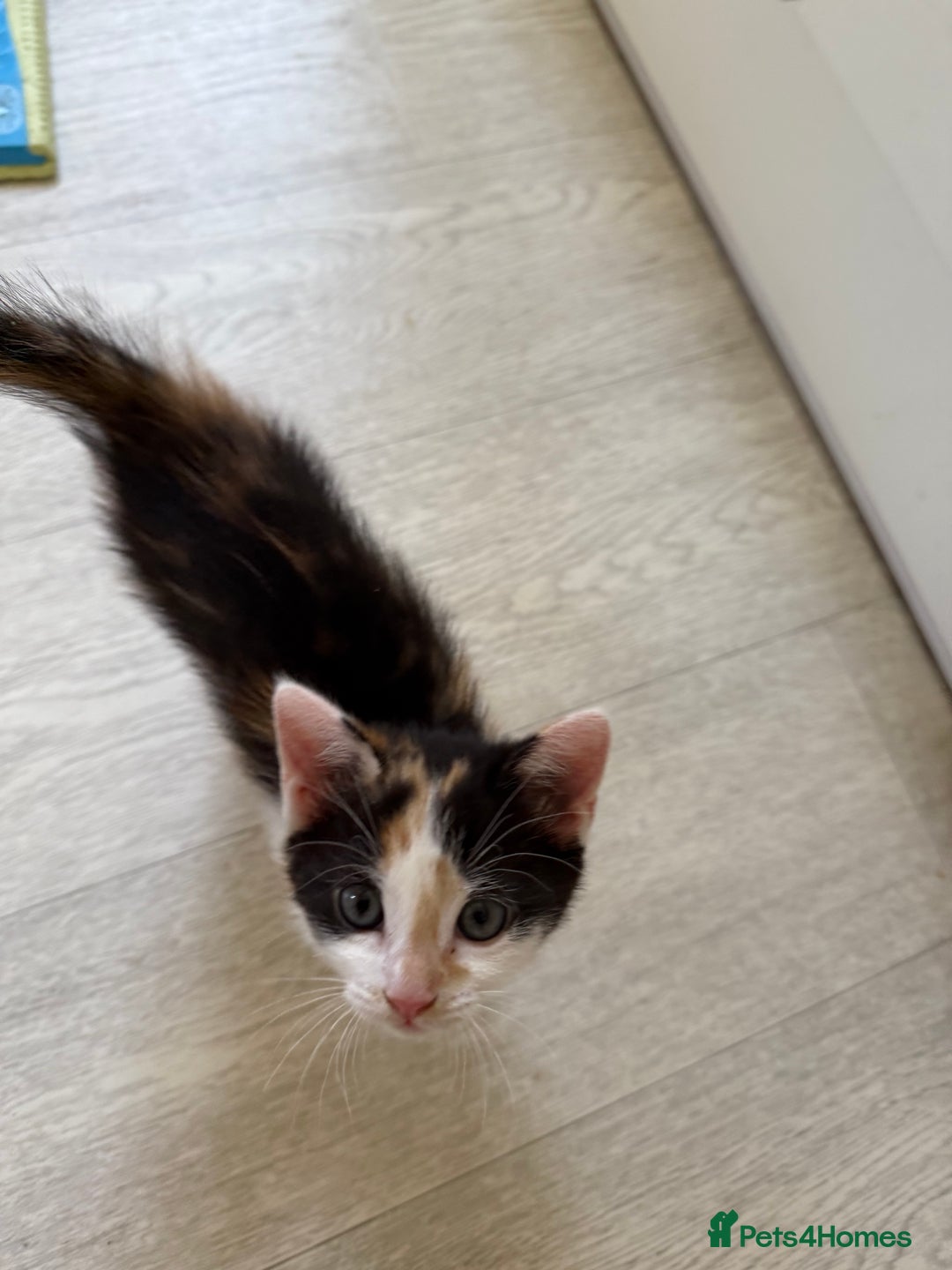 Oriental cats for sale: Sweet Little Calico Baby - Image 6
